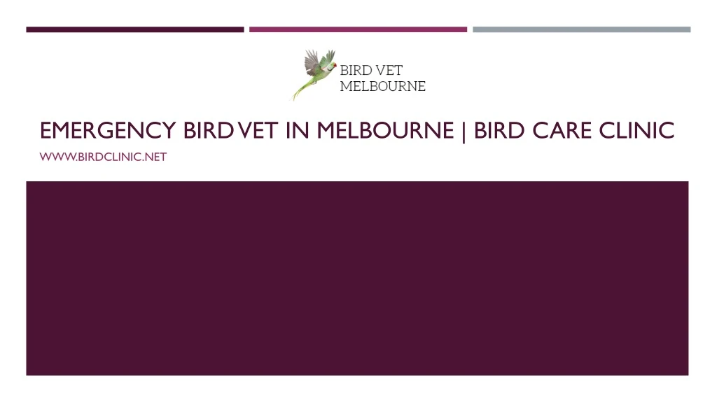 emergency bird vet in melbourne bird care clinic