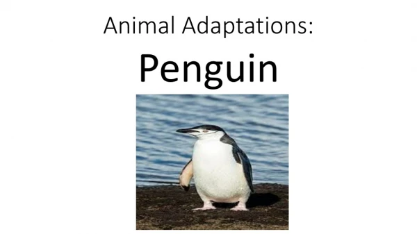 Penguin Adaptations