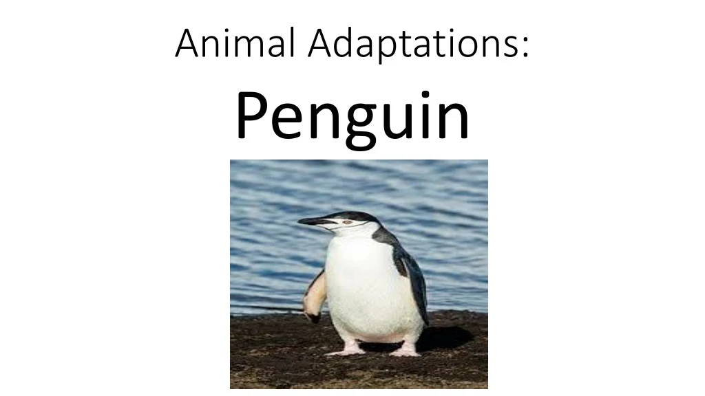 animal adaptations