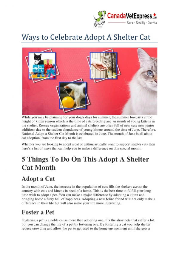 Ways to Celebrate Adopt A Shelter Cat