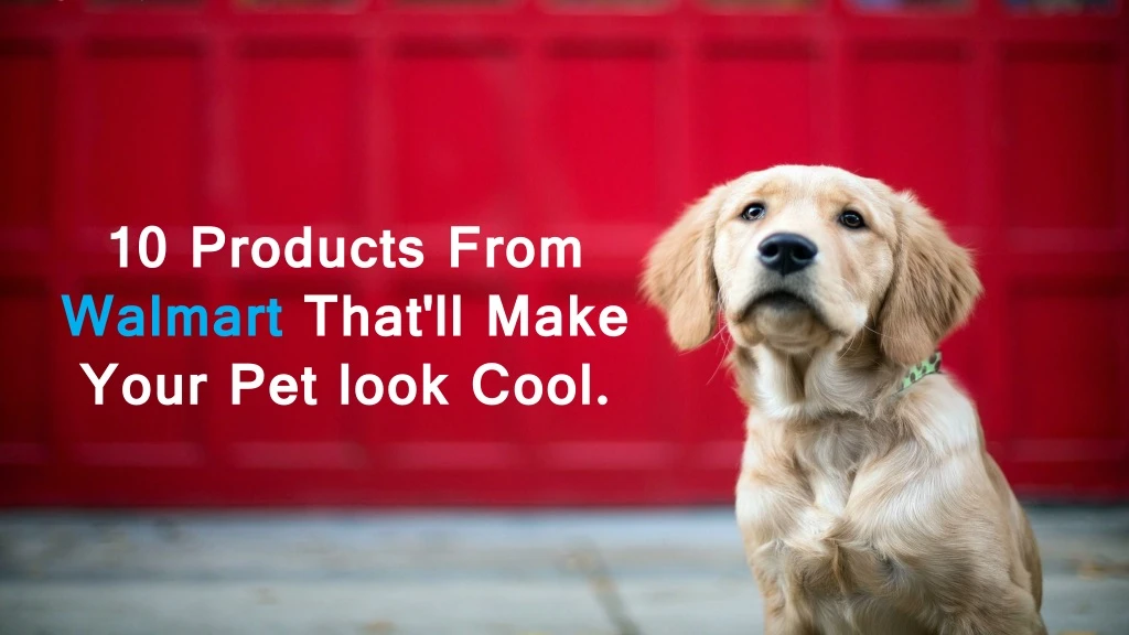 10 products from walmart that ll make your pet look cool