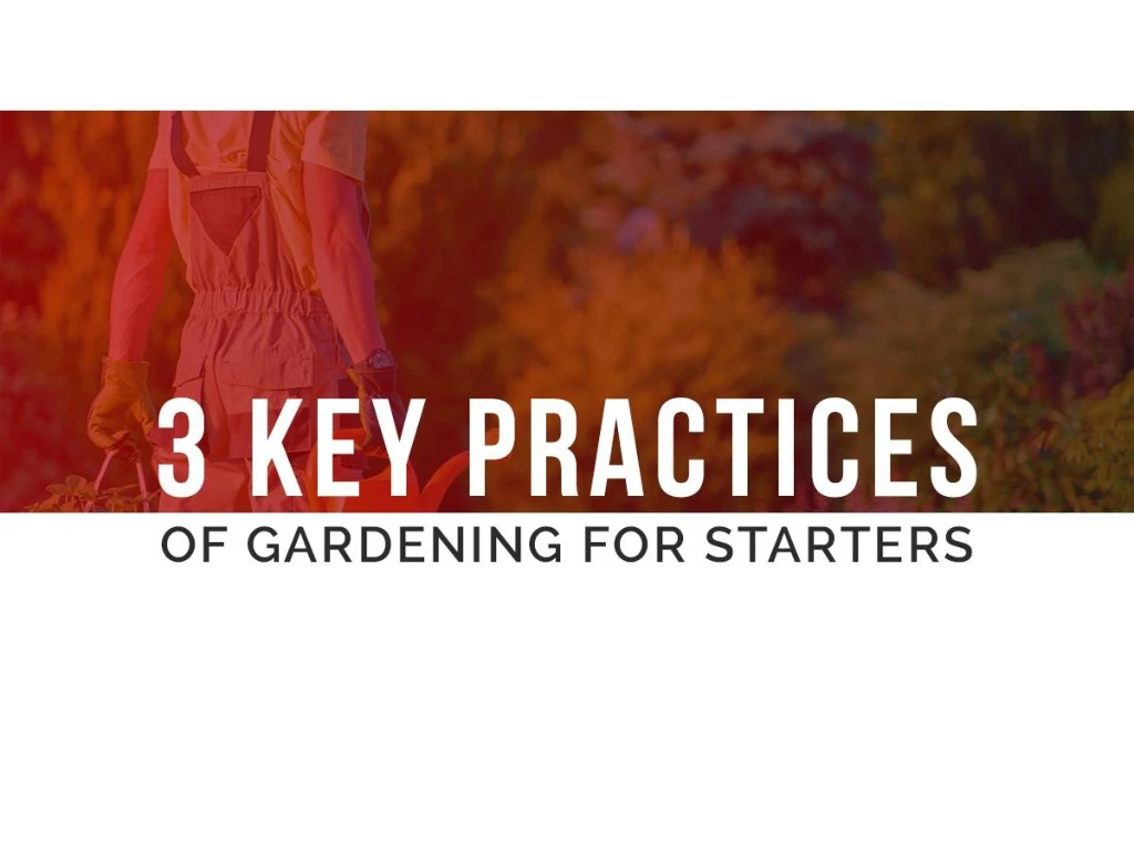 3 key practices of gardening for starters