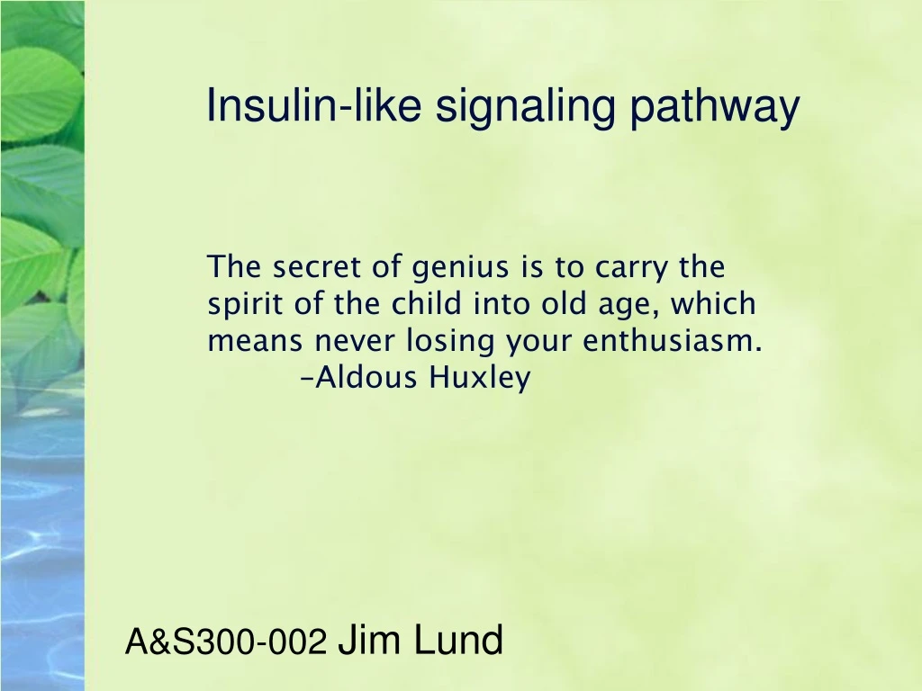 insulin like signaling pathway