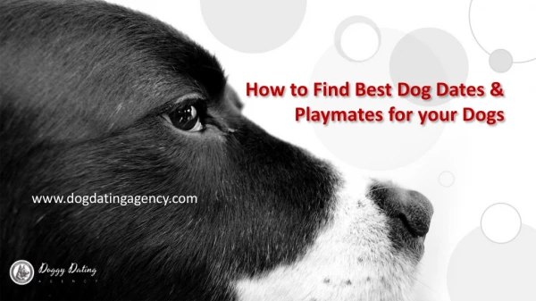 How to find Best Dog Date for your Dogs