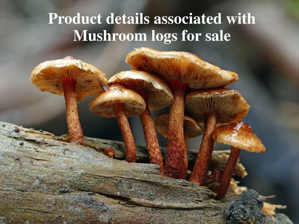 product details associated with mushroom logs for sale