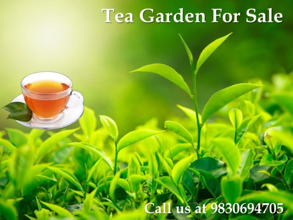 Tea Garden For Sale at North Bengal