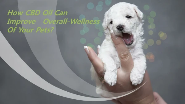 How CBD Oil Can Improve Overall-Wellness Of Your Pets?