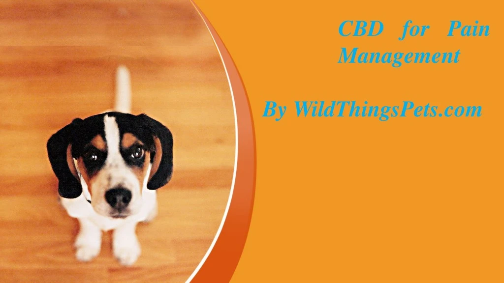 cbd for pain management by wildthingspets com