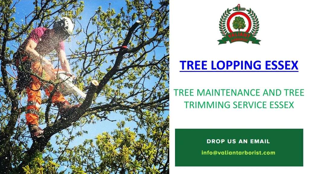 tree lopping essex