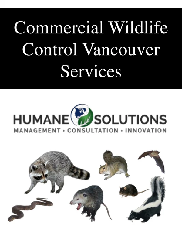 Commercial Wildlife Control Vancouver Services