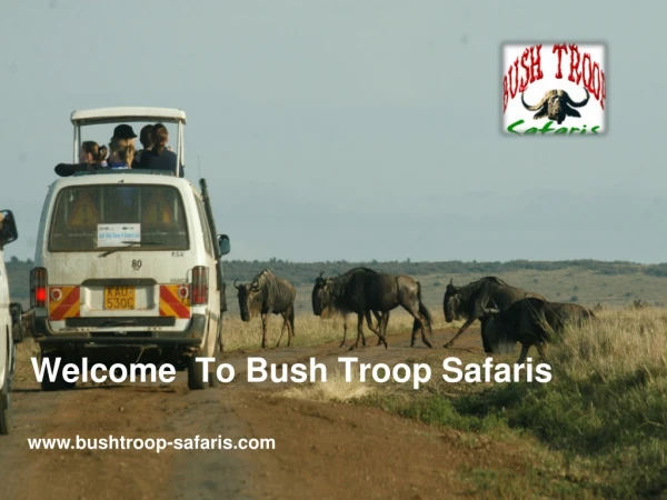 Welcome To Bush Troop Safaris
