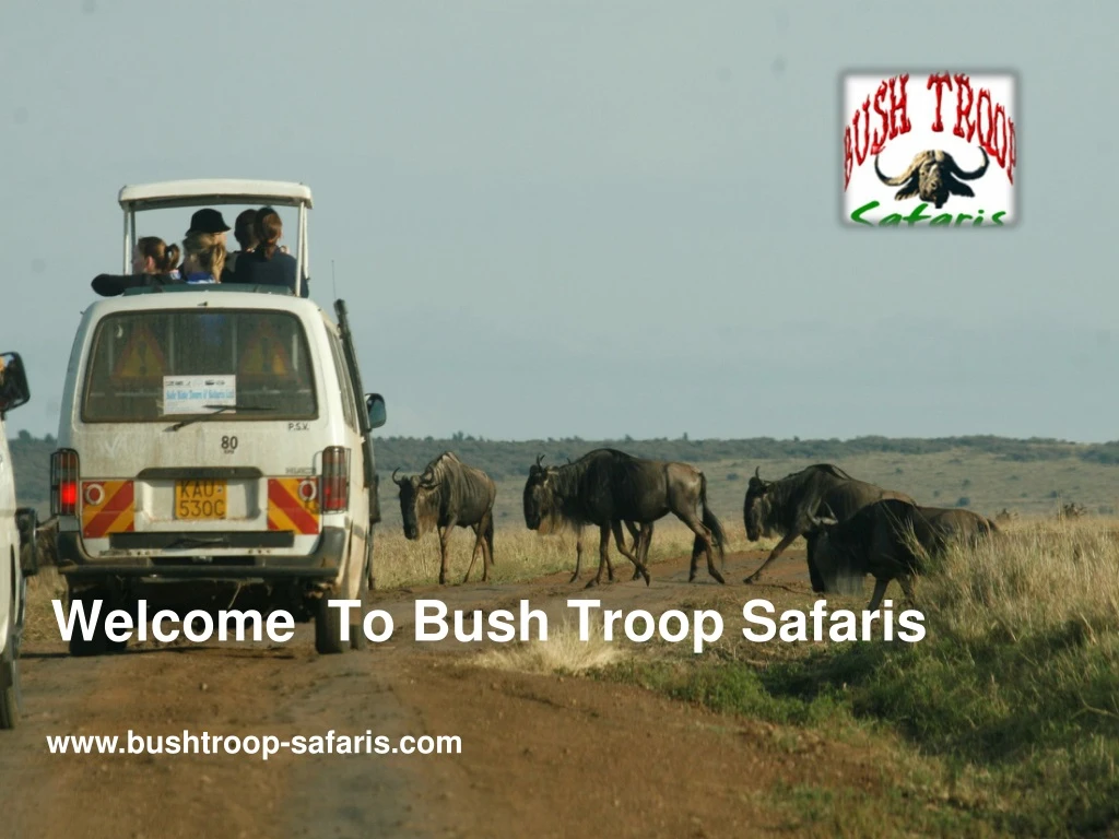 welcome to bush troop safaris