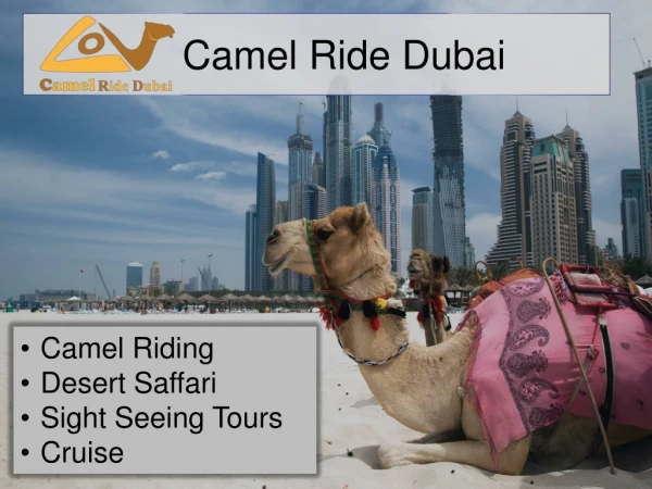 Camel riding in dubai