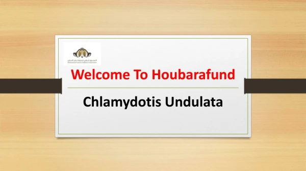 Chlamydotis Undulata - Houbarafund
