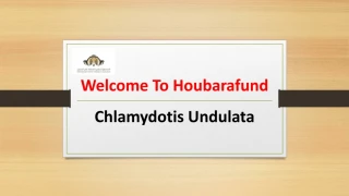 Chlamydotis Undulata - Houbarafund - slide 1