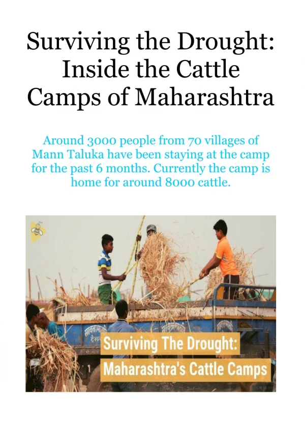 Surviving the Drought - Inside the Cattle Camps of Maharashtra