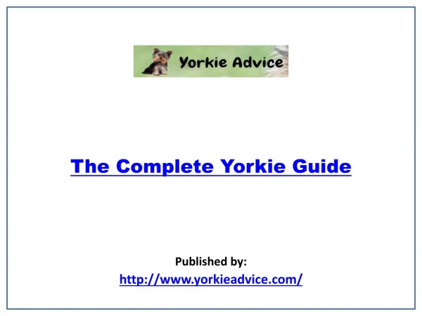 The Complete Yorkie Guide