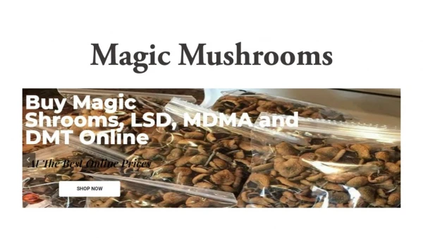 Magic mushrooms www.mycodaddy