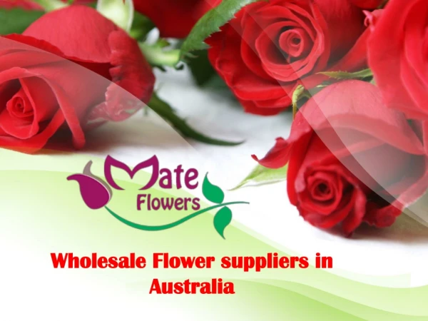Wholesale Flower suppliers in Australia