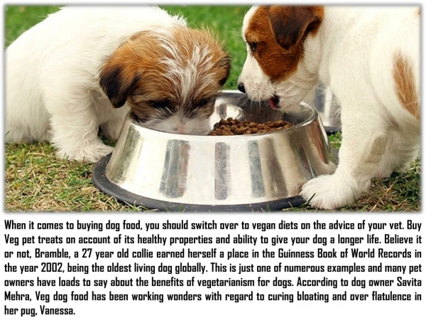 Purchase Canine Sustenance With Your Consideration on Your Pooch's Nourishing Needs