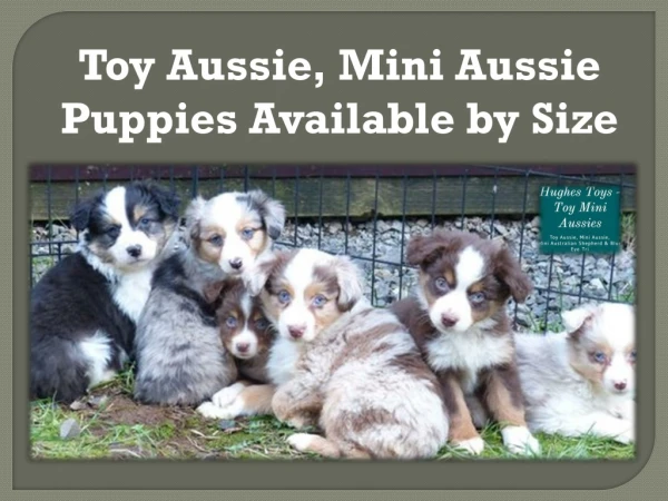 Toy Aussie, Mini Aussie Puppies Available by Size