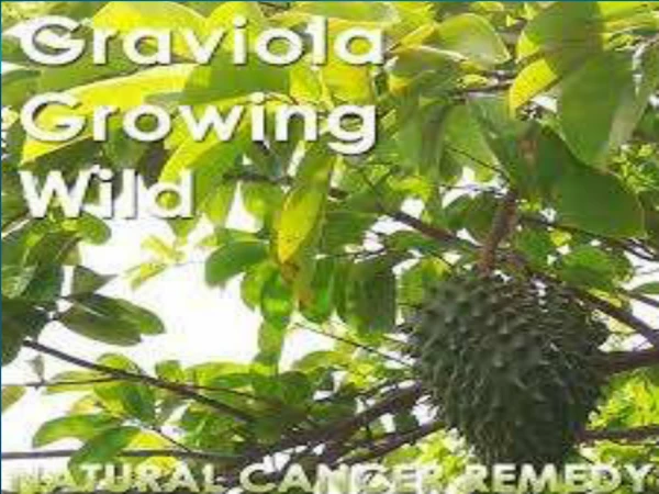 Graviola growing wild graviola kills cancer cells