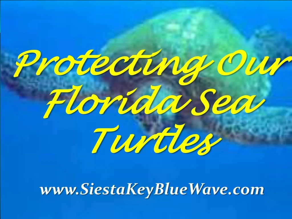 protecting our protecting our florida sea florida