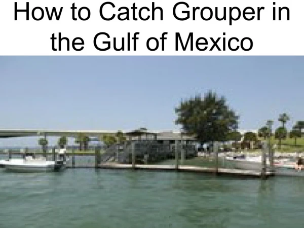 How to Catch Grouper in The Gulf of Mexico