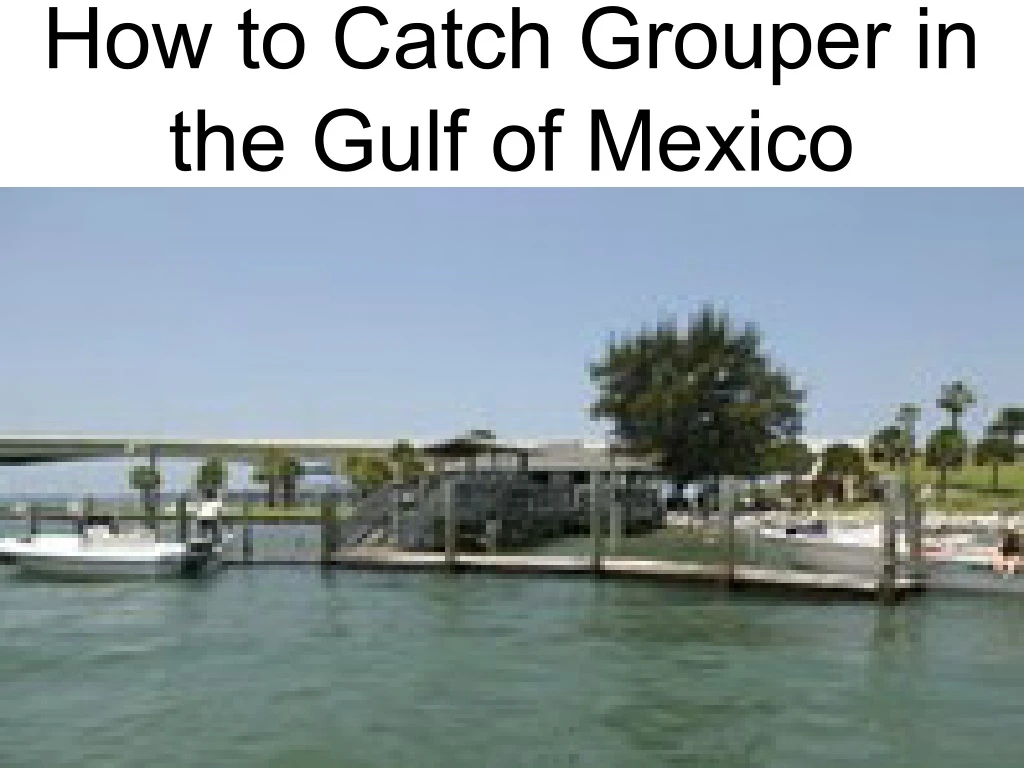 how to catch grouper in the gulf of mexico