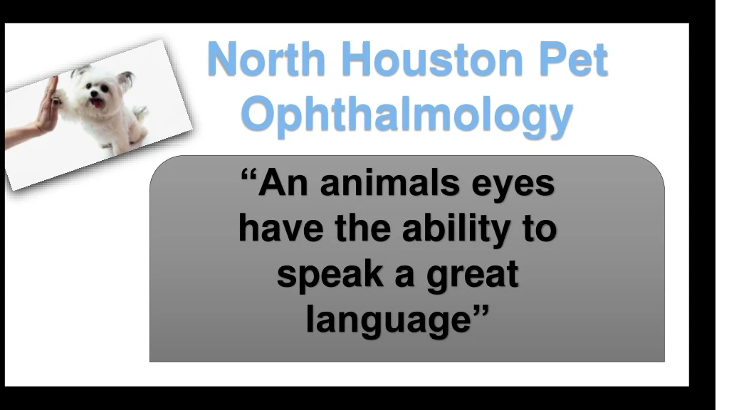 north houston pet ophthalmology