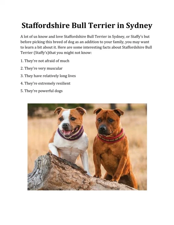 Staffordshire Bull Terrier Sydney