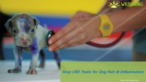 Shop CBD Treats for Dog Pain & Inflammation