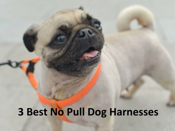 3 Best No Pull Dog Harnesses From Pet Harness Mart