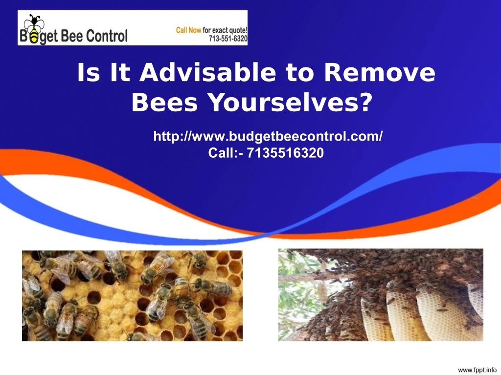 is it advisable to remove bees yourselves