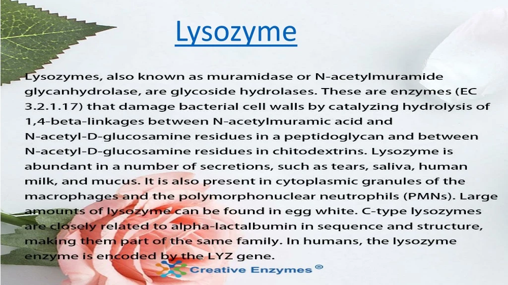 lysozyme