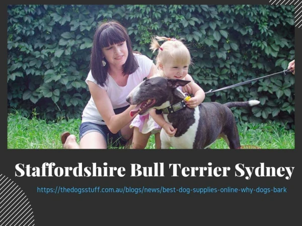 Staffordshire Bull Terrier Sydney