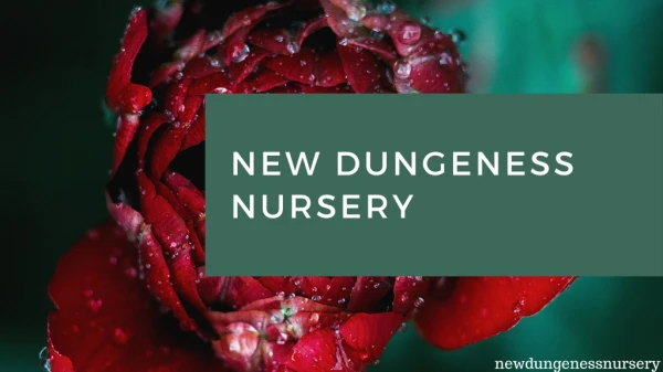 Port Angeles Nurseries | New Dungeness Nursery