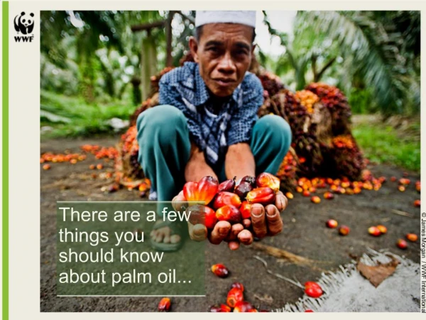 There are a few things you should know about palm oil...