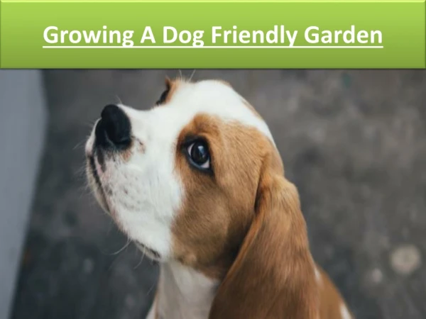 Growing A Dog Friendly Garden