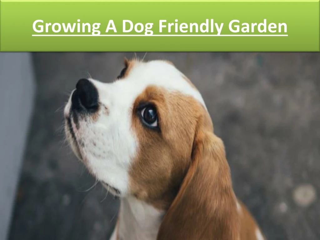 growing a dog friendly garden