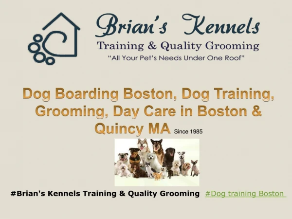 Boston Dog Boarding