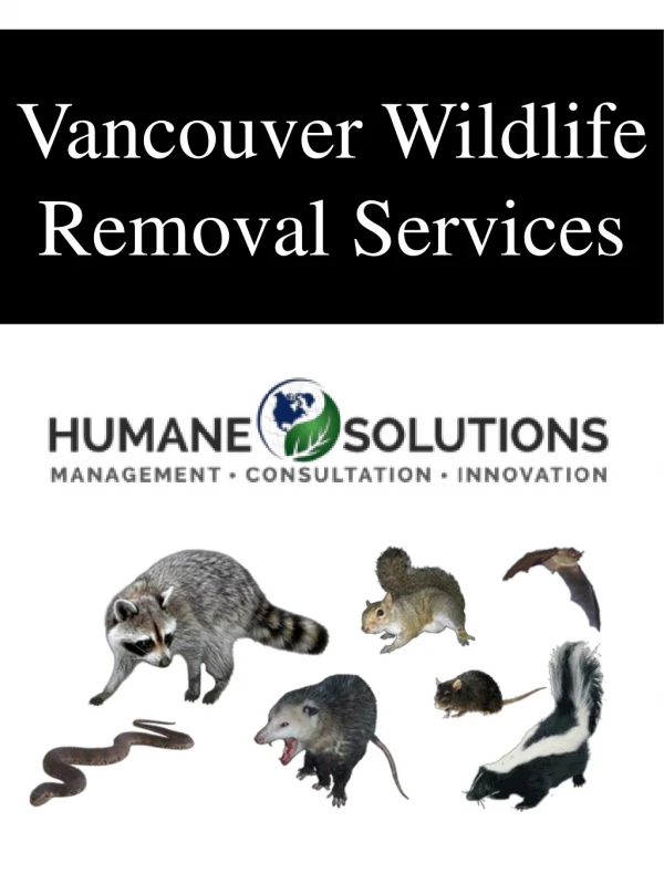 Vancouver Wildlife Removal Services