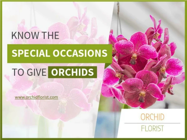 Leading Flower Shop in Berkeley - Orchid Florist