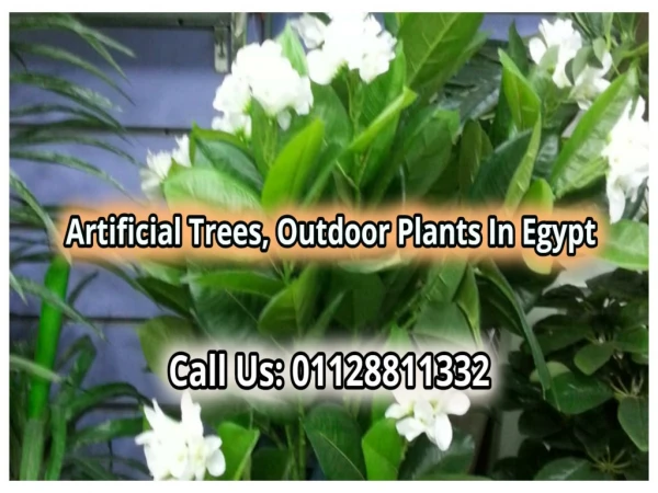 Artificial Trees, Outdoor Plants In Egypt