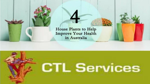 4 House Plants to Help Improve Your Health in Australia