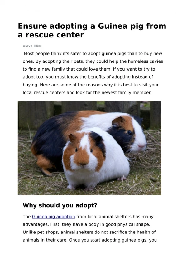 Ensure adopting a Guinea pig