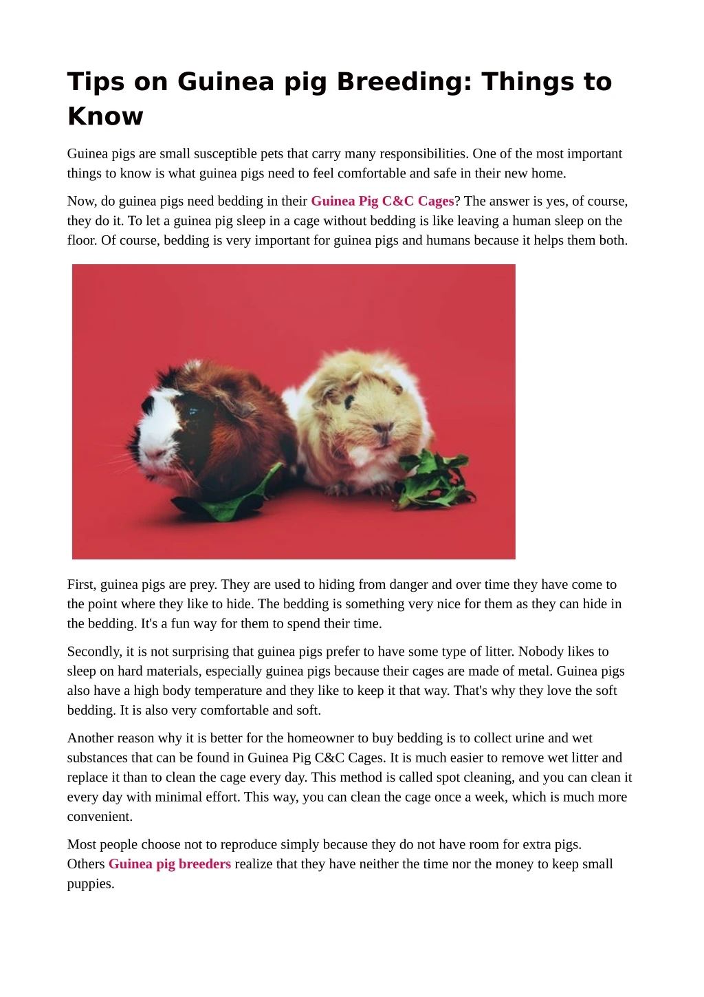 tips on guinea pig breeding things to know