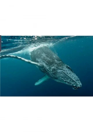 Whale - slide 1