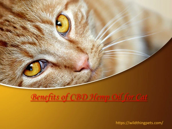 Benefits of CBD Hemp Oil for Cat