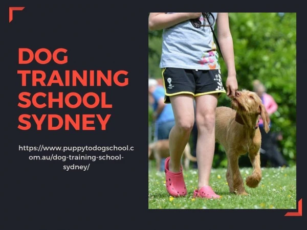 Dog Training School Sydney